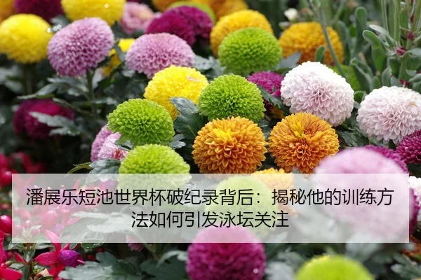 潘展乐短池世界杯破纪录背后：揭秘他的训练方法如何引发泳坛关注